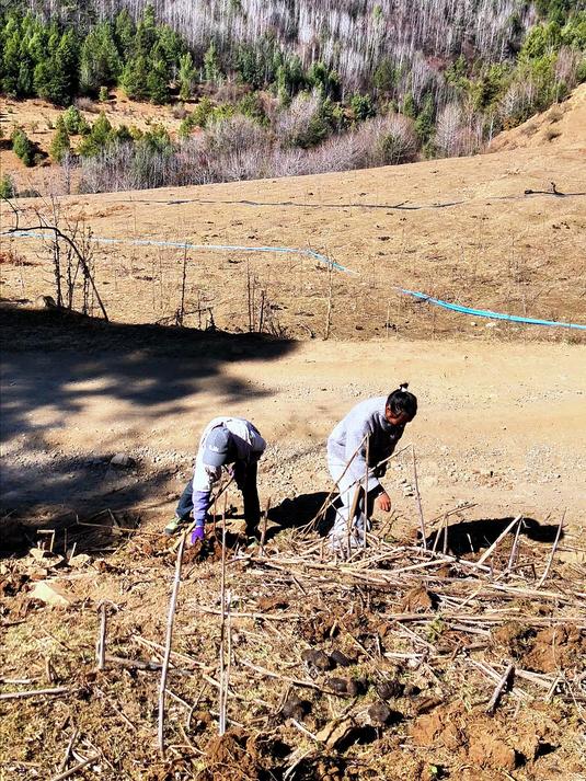苦战土地征服鸡刺根,精细加工以待腊肉香