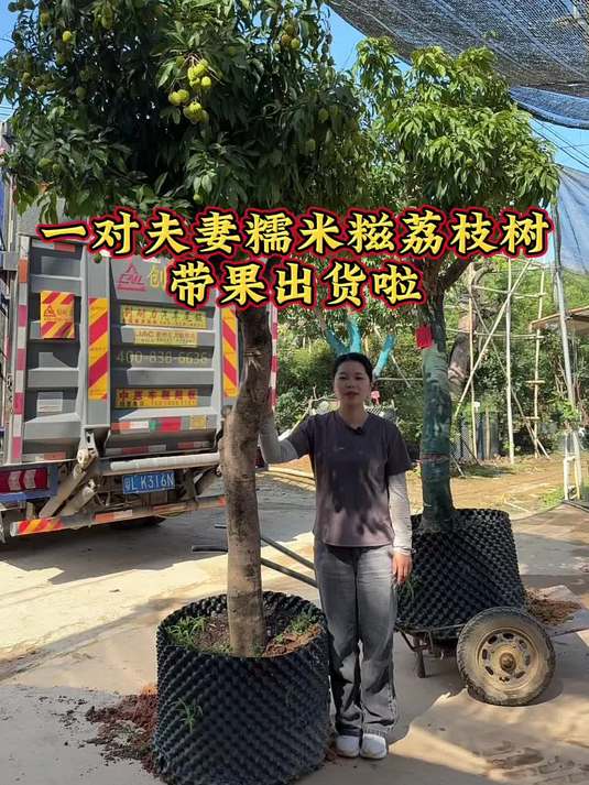 一对夫妻糯米糍荔枝树带果装车出货啦 荔枝 糯米糍 果树