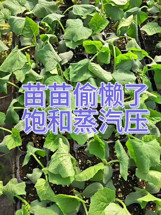 饱和蒸汽压，可以控制气孔的关闭开启，进而控制光合作用