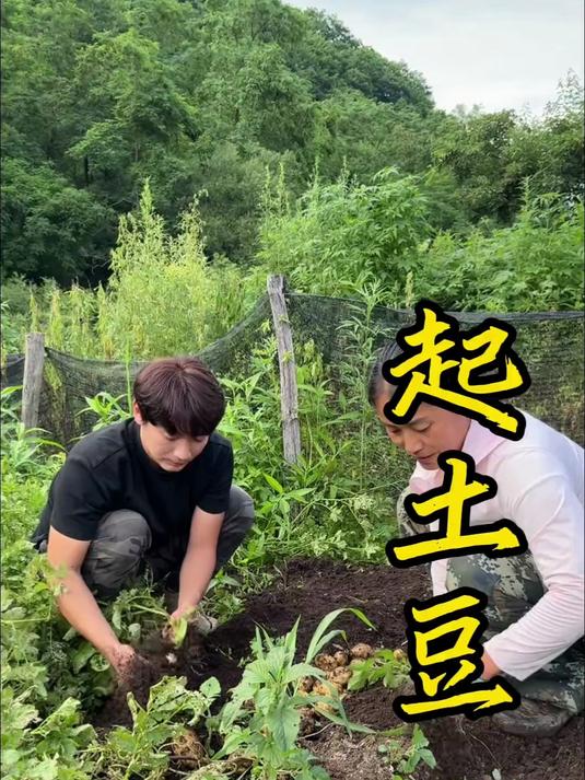 土豆丰收起完地，和爸妈收拾好菜园，马上安排新一轮种菜！#农家小院##乡村##乡村振兴#