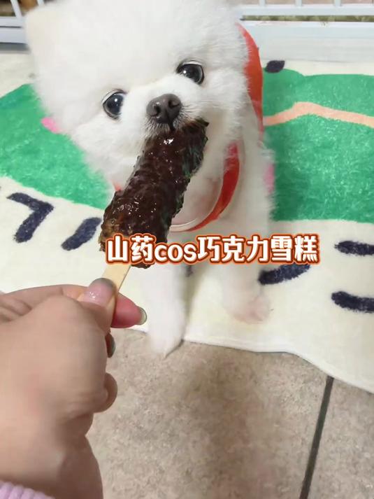 狗狗欺骗餐狗狗吃了巧克力雪糕会怎么样?