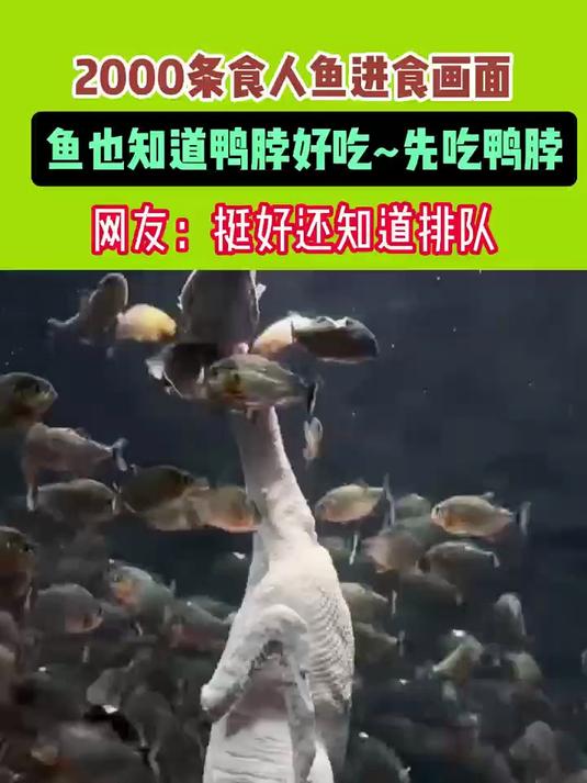 2000条食人鱼进食画面 鱼也知道鸭脖好吃 ~先吃鸭脖