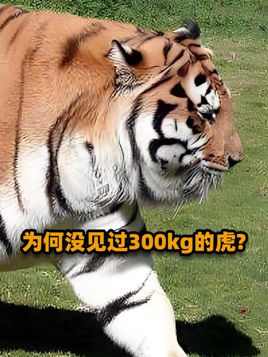 体重200kg的老虎比比皆是,却没超过300的,难道老虎也要身材管理
