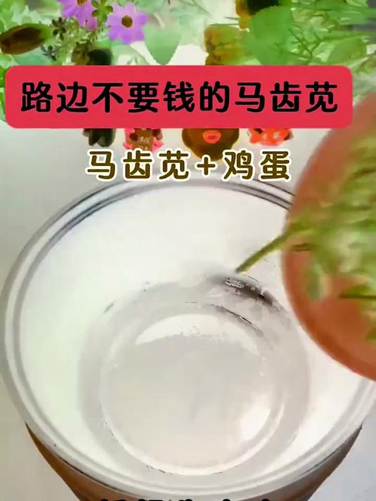 马齿苋+鸡蛋,皮肤痒会不见