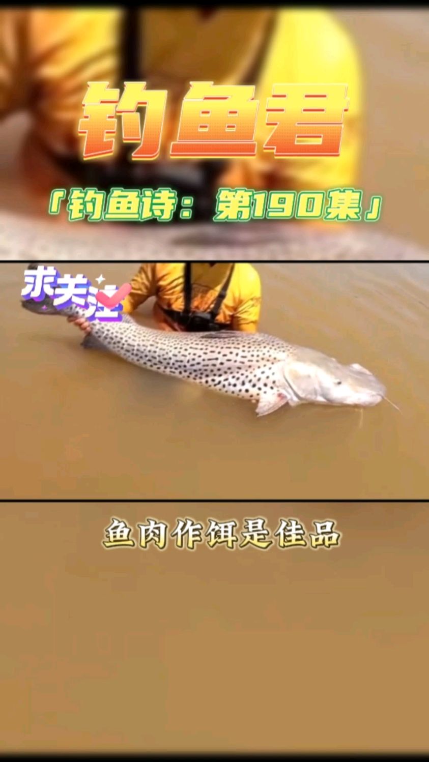 钓鱼君之钓鱼口诀:第190集(钓鸭嘴虎纹鲶鱼)鱼类百科,漂亮鱼