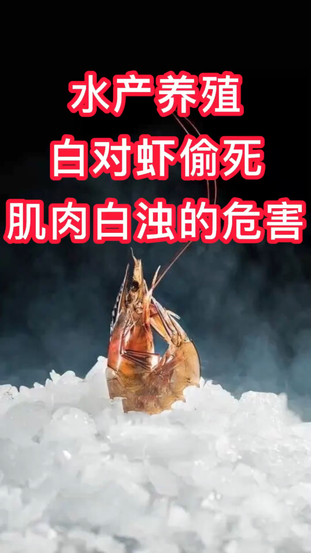 水产养殖小知识—白对虾偷死和肌肉白浊的危害