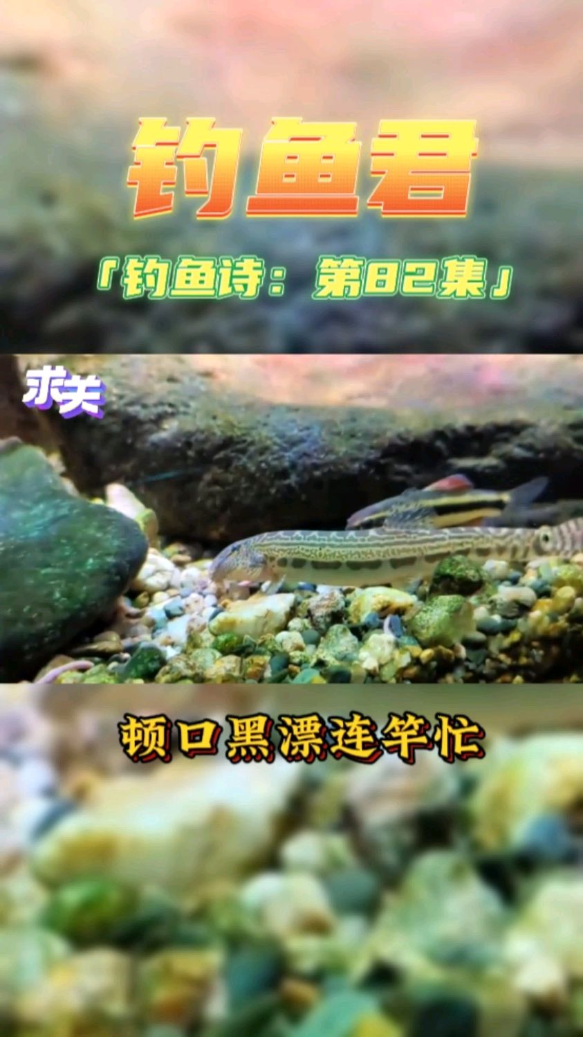 钓鱼君之钓鱼口诀:第82集(钓中华沙鳅)溪流精灵沙鳅各位钓过吗?