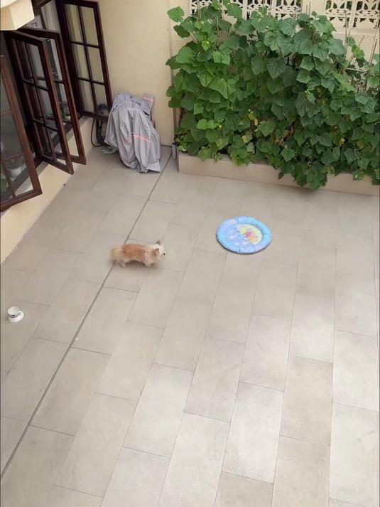 肉包子打狗，_____？