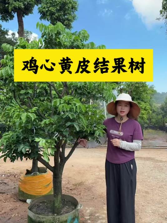 酸酸甜甜的鸡心黄皮 九分甜一分酸 树形优美 适合庭院种植 黄皮树