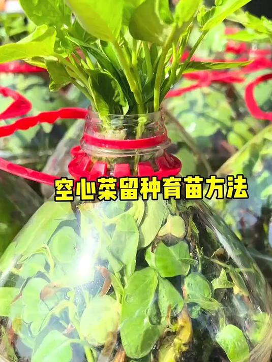空心菜留种育苗秘籍:老菜根也能种出新希望!