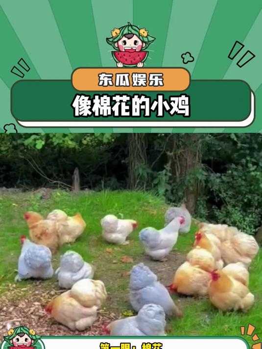 科钦球鸡真的好像棉花啊！