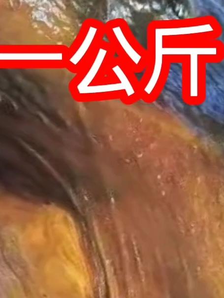 55万一公斤,最贵的三种原生鱼,抚远鳇鱼大理裂腹鱼