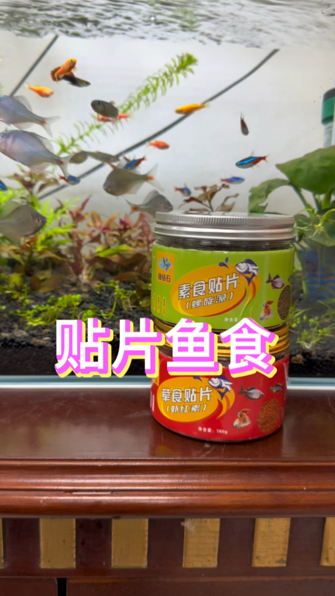 贴片鱼食互动性好,含虾红素和螺旋藻,营养更均衡。#水族 #养鱼日记 #贴片鱼粮