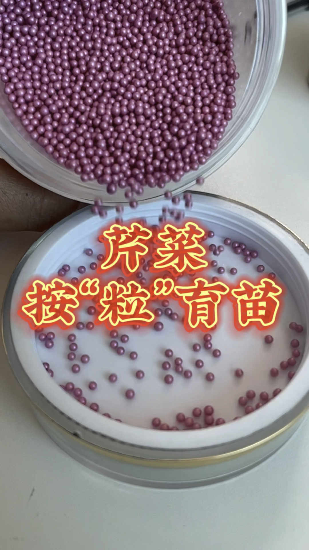 自动化穴盘播种机、芹菜丸粒化按粒育苗、根杆粗壮、根系发达、品相好、提前上市!