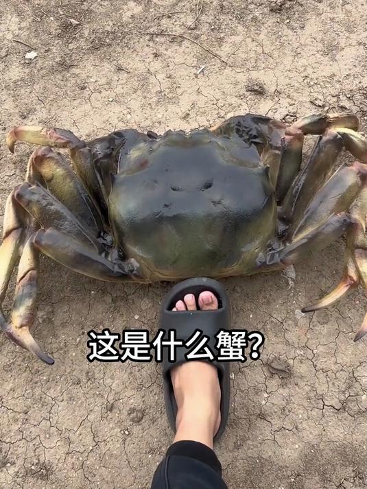 22种螃蟹大全,你认识几种?