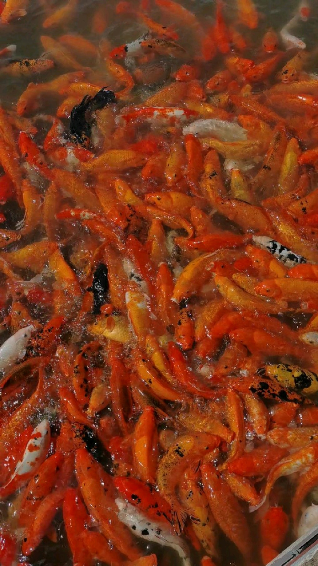 杭州湘湖湘浦观鱼的漂亮锦鲤,见着好运吉祥!