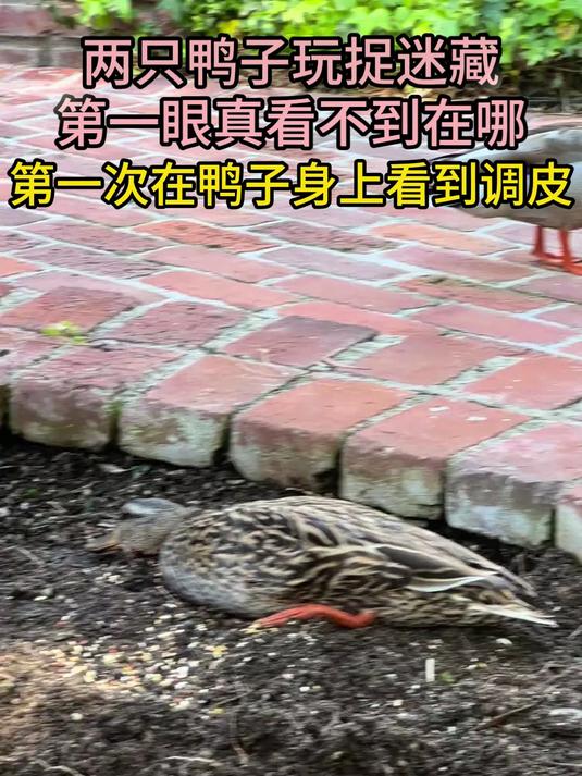 两只鸭子玩捉迷藏 第一眼真看不到在哪 第一次在鸭子身上看到调皮