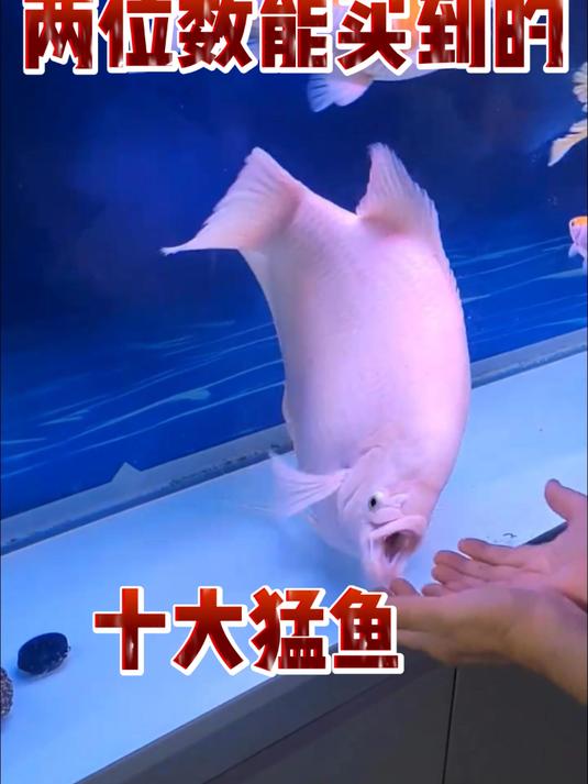 两位数可以买到的十大猛鱼