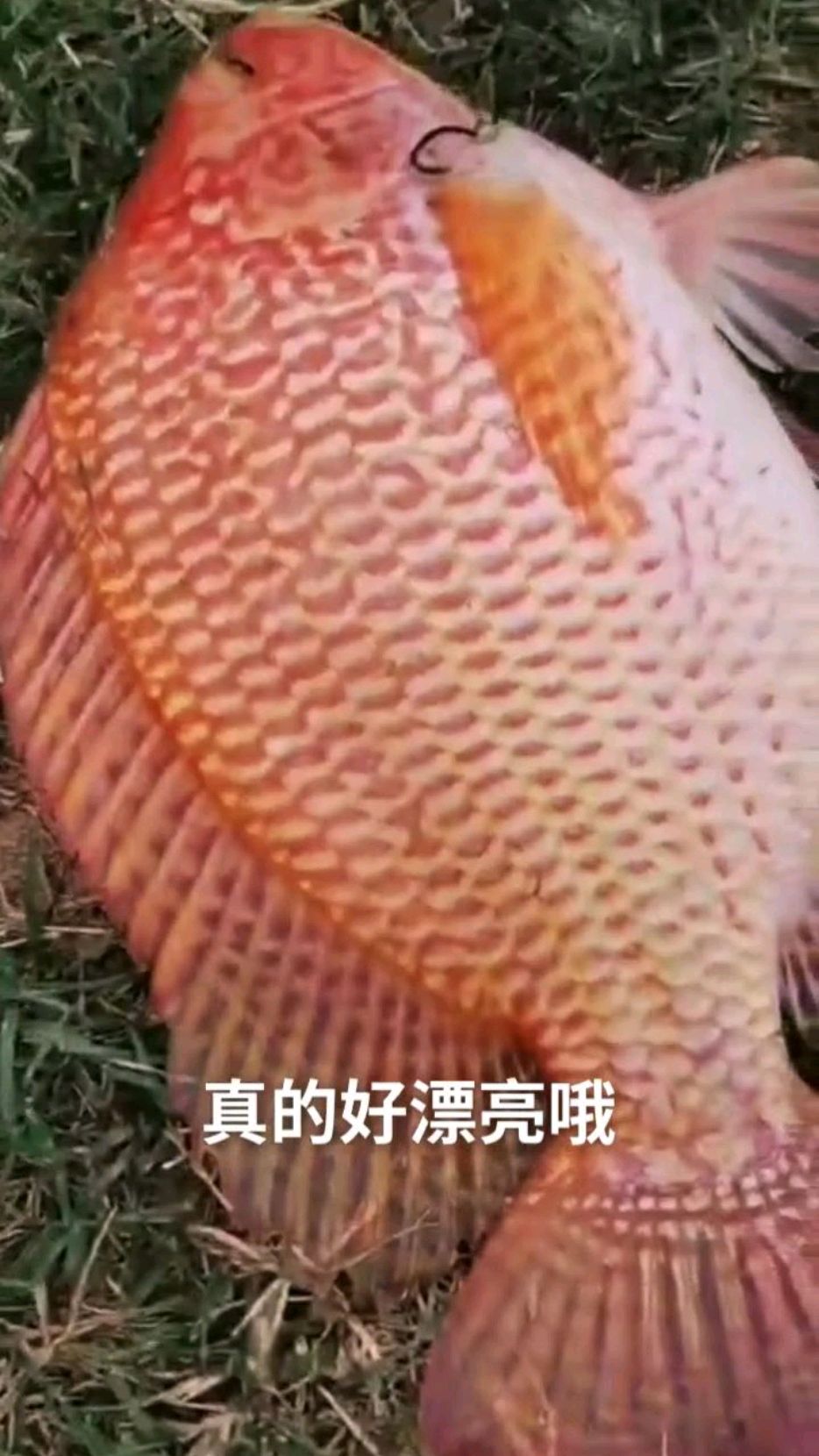 打甲鱼师傅用甲鱼枪打上非常漂亮没见过的鱼