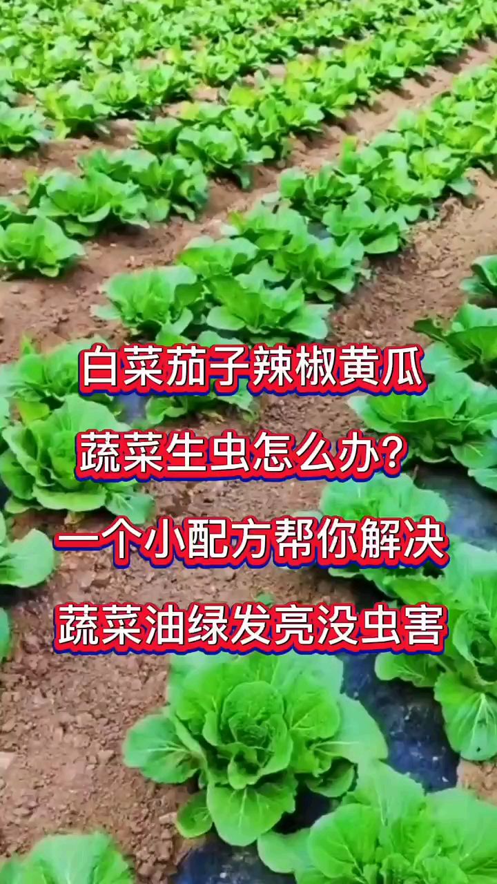 蔬菜病虫害防治技术 农业种植技术