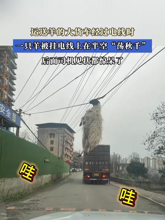 运送羊的大货车经过电线时,一只羊被挂电线上在半空“荡秋千”