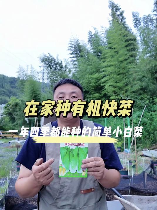 家庭种植快菜超简单的小白菜种植技巧