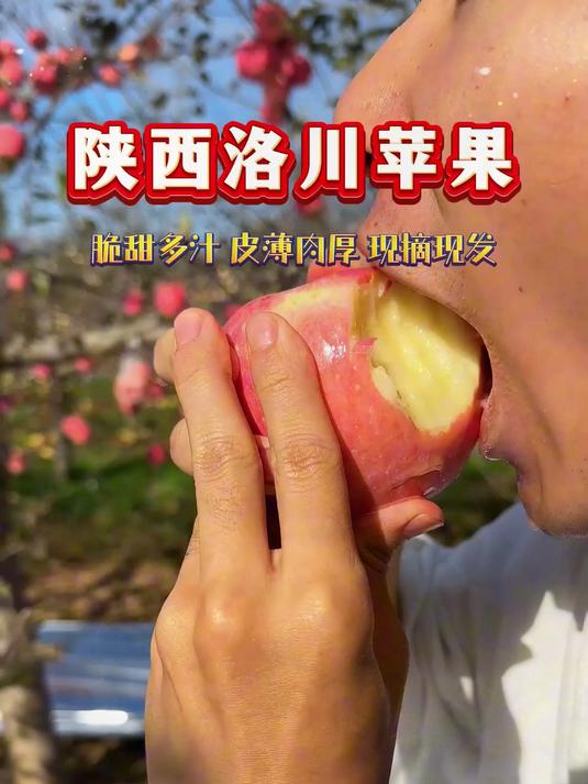别再找了!最好吃的红富士在陕西洛川