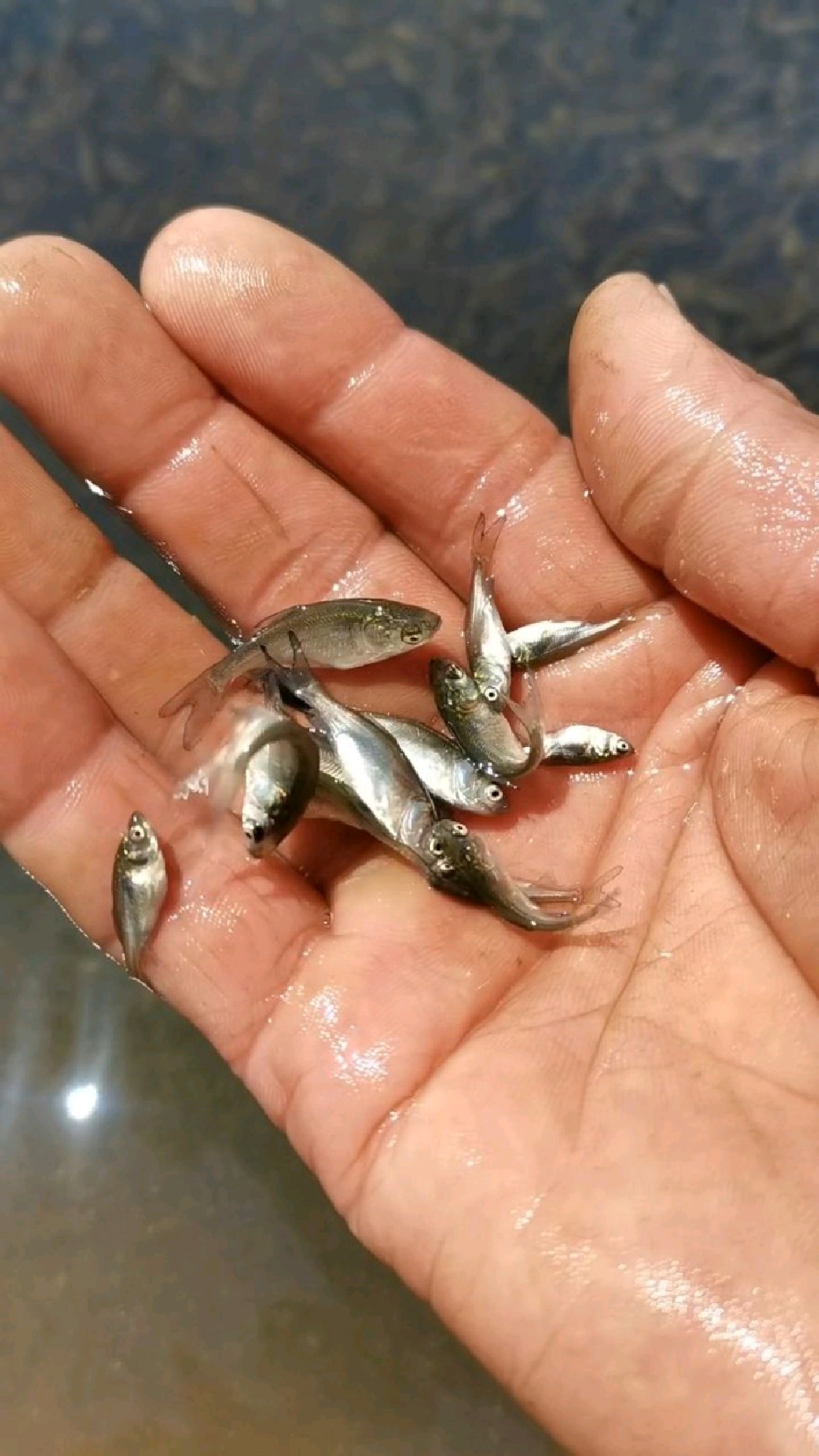 养给桂花鱼食用的小鳊鱼