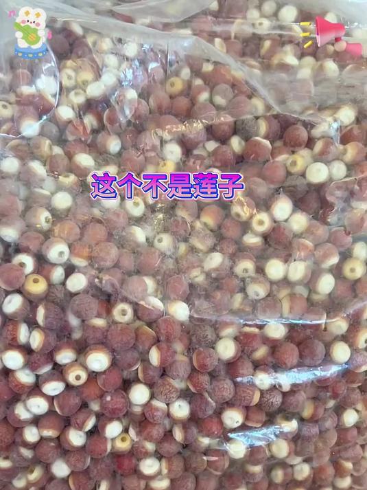 长在水中的奇特果实：芡实 芡实 鸡米头