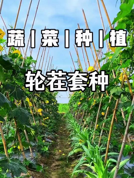 种菜高手绝不外传的轮作技巧，这样种土壤越种越肥