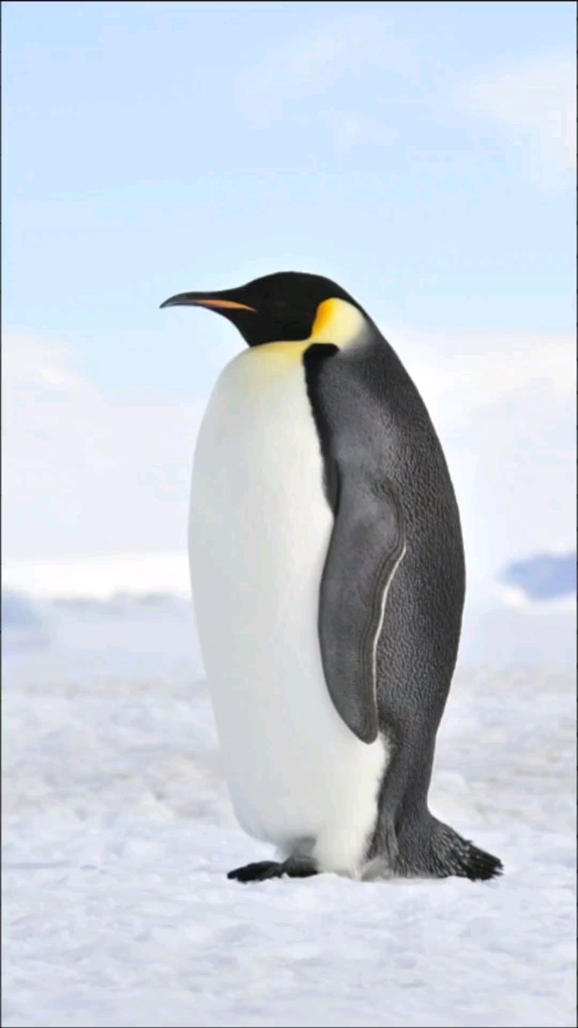 企鹅～摇摇摆摆走路好可爱