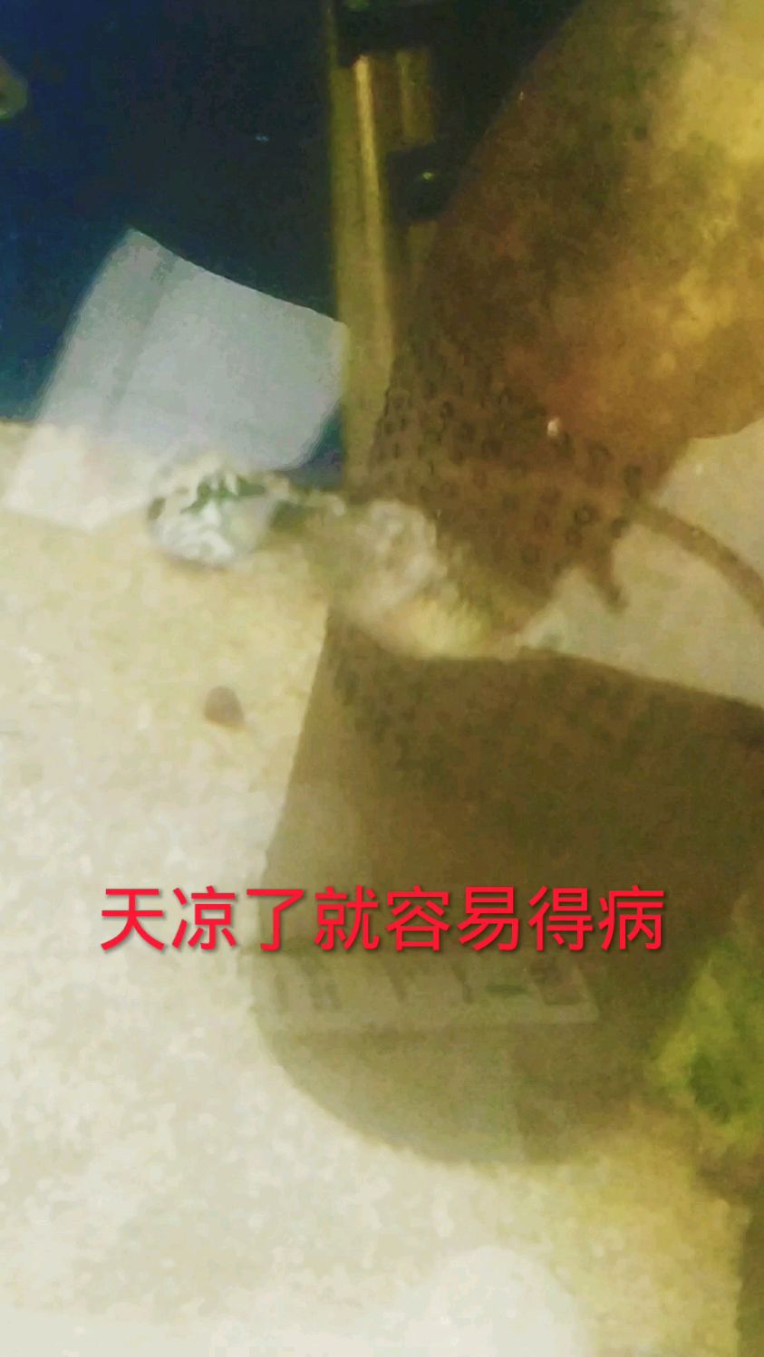 水霉病的鱼放绿水里能好不