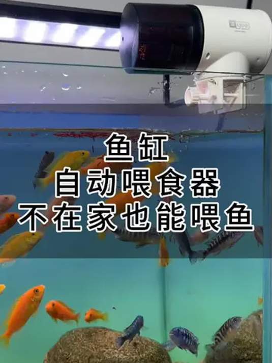 年底出行不想鱼挨饿?鱼缸自动喂食器来帮你!设定次数就行