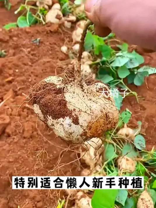 家庭种植选啥?这种地瓜能炒能生吃!你种过吗?
