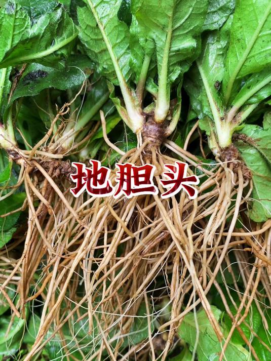 地胆头和青头鸭一起煲汤味道特别清甜醇厚