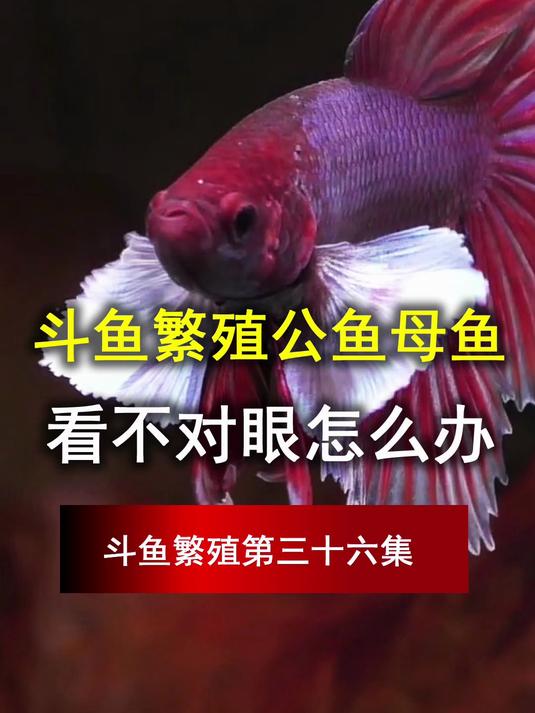 斗鱼繁殖公鱼母鱼,看不对眼怎么办,斗鱼繁殖第三十六集