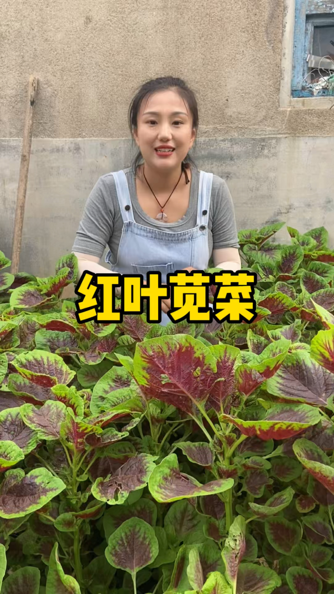 好吃好种的红苋菜