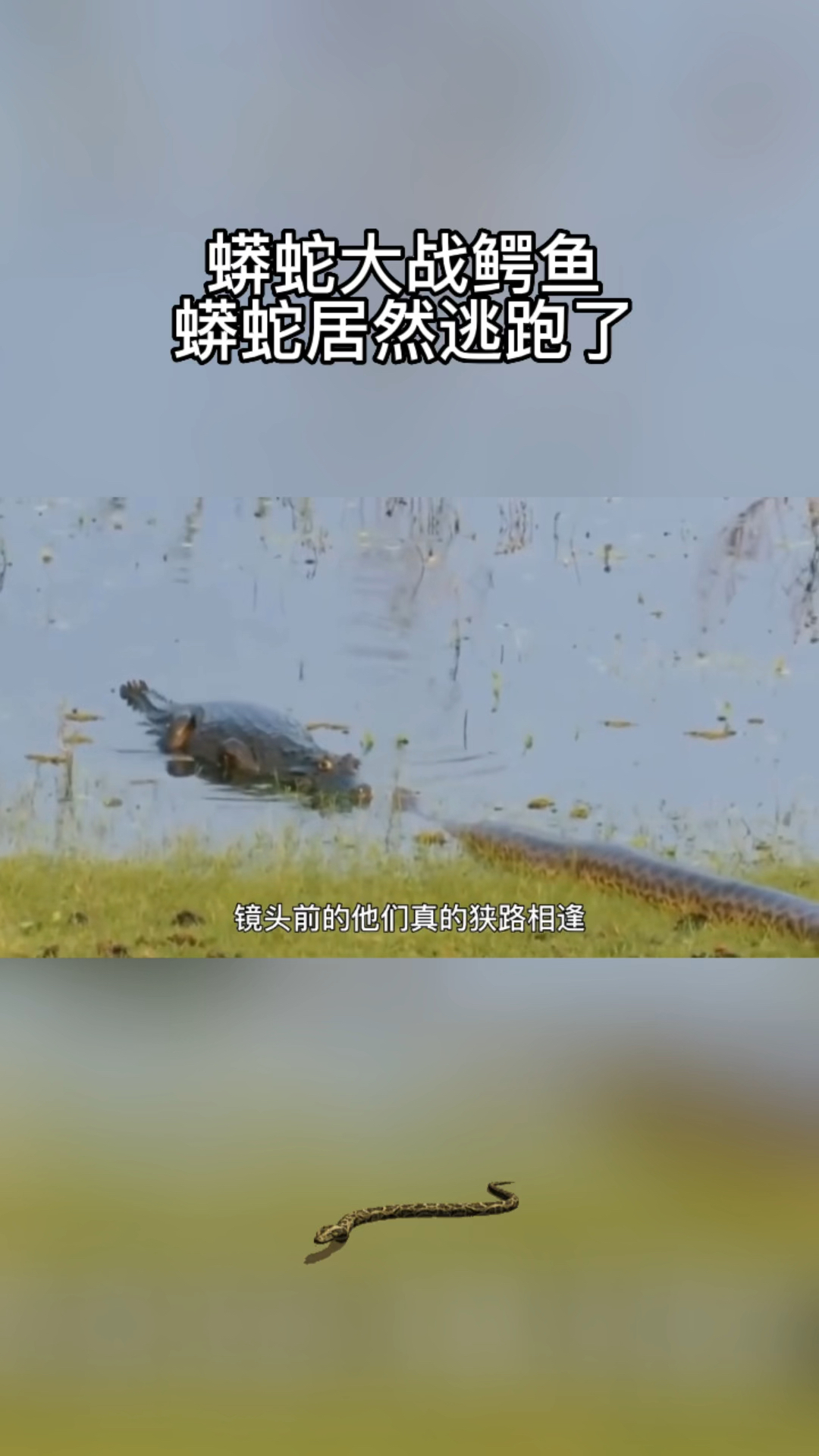 蟒蛇大战鳄鱼,蟒蛇居然逃跑了?