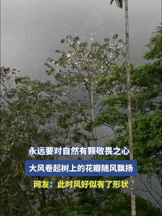 永远要对自然有颗敬畏之心,大风卷起树上的花瓣随风飘扬#金榜同行时#
