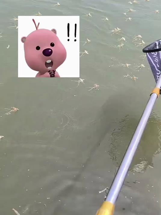 看到好多漂亮的小鱼在湖面游