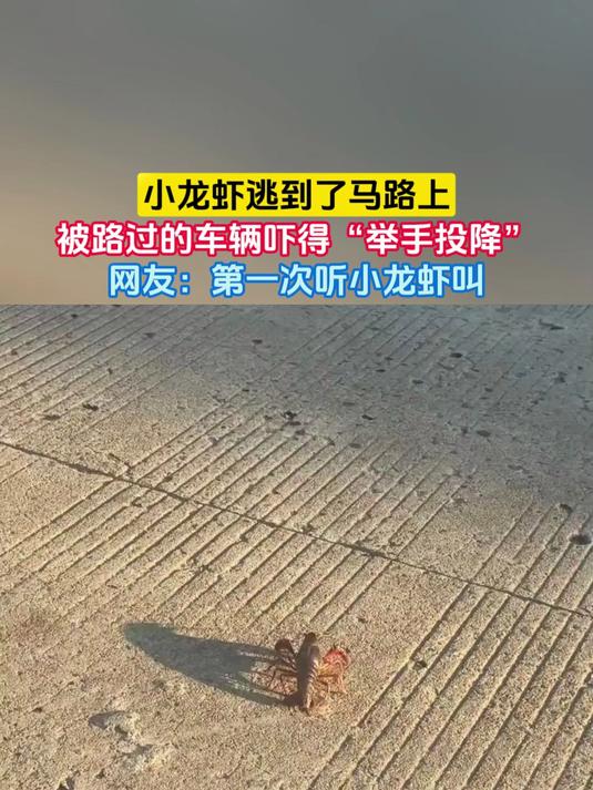 小龙虾逃到了马路上,被路过的车辆吓得“举手投降”,网友:第一次听小龙虾叫