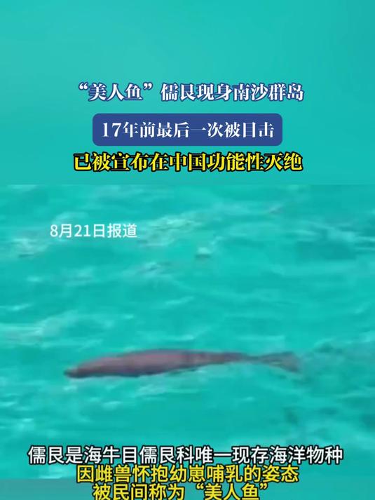 “美人鱼”儒艮现身南沙群岛，17年前已被宣布在中国功能性灭绝