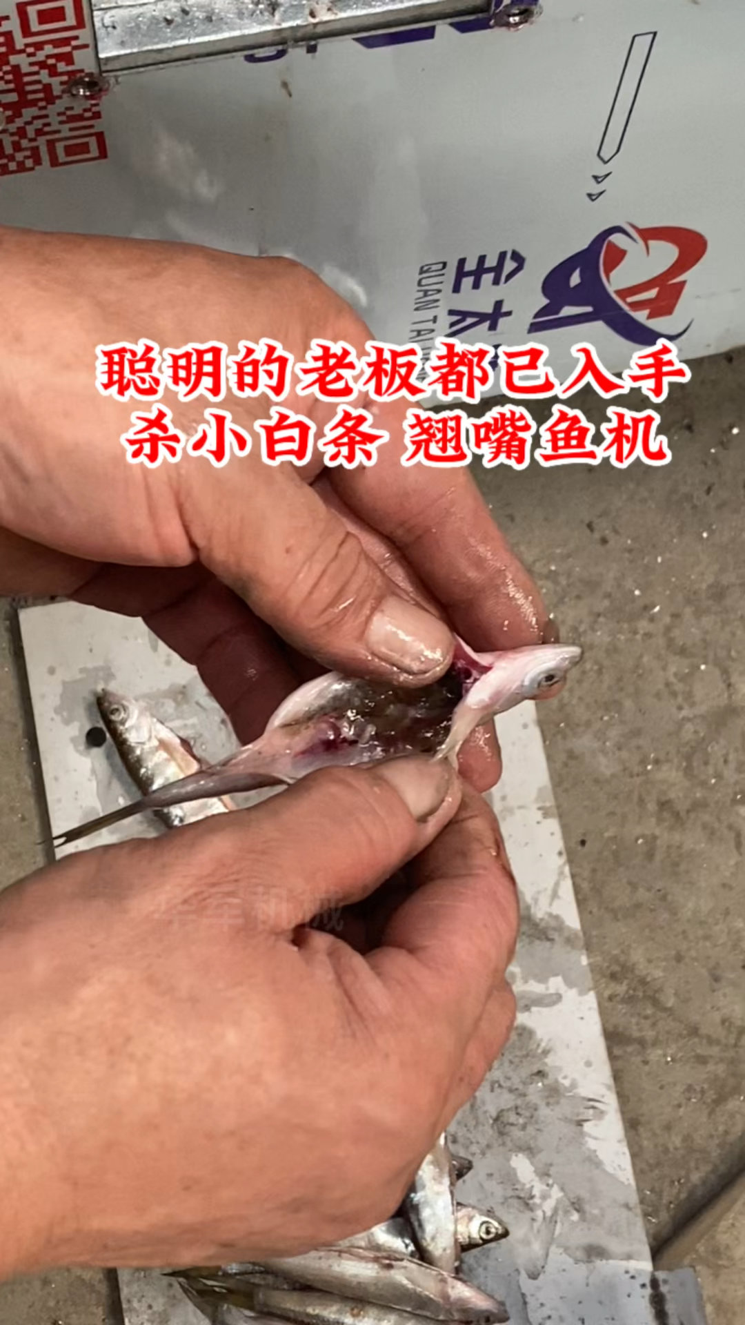 杀鱼机器全自动杀小白条鱼机