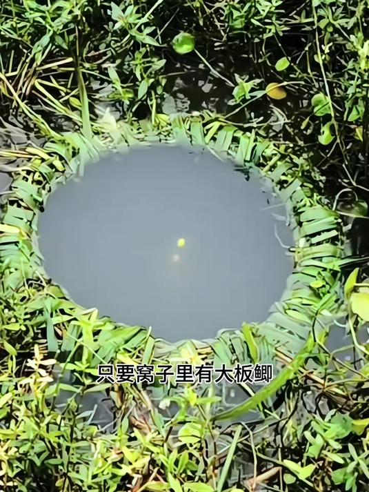 有一种钓法叫双钩七星漂钓鲫鱼,上杆的都是大鱼,它藏着啥奥秘?