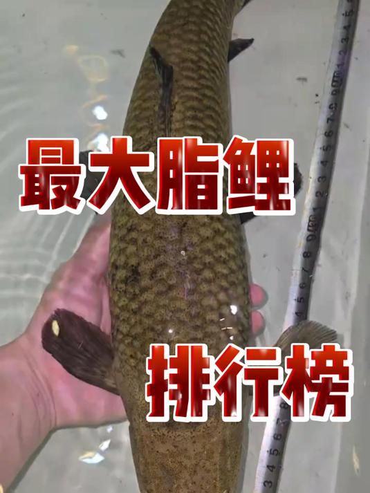 最大脂鲤排行榜