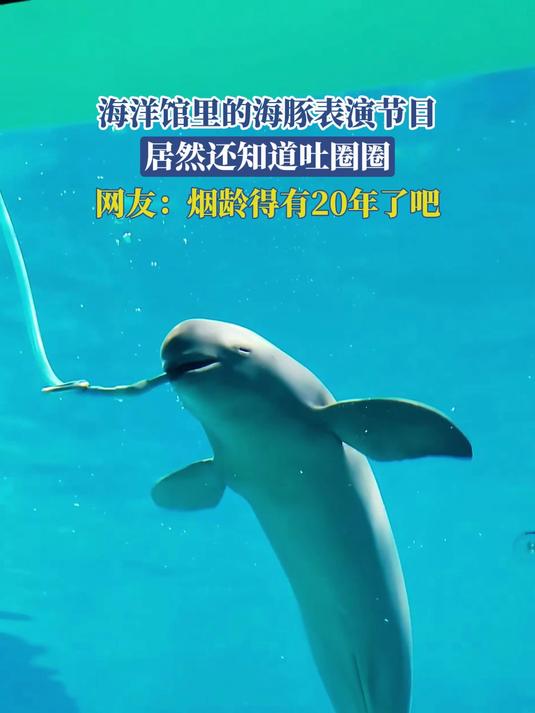海洋馆里的海豚表演节目,居然还知道吐圈圈,烟龄得有20年了吧