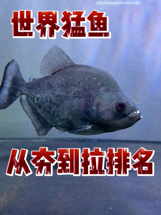 世界猛鱼从夯到拉排名