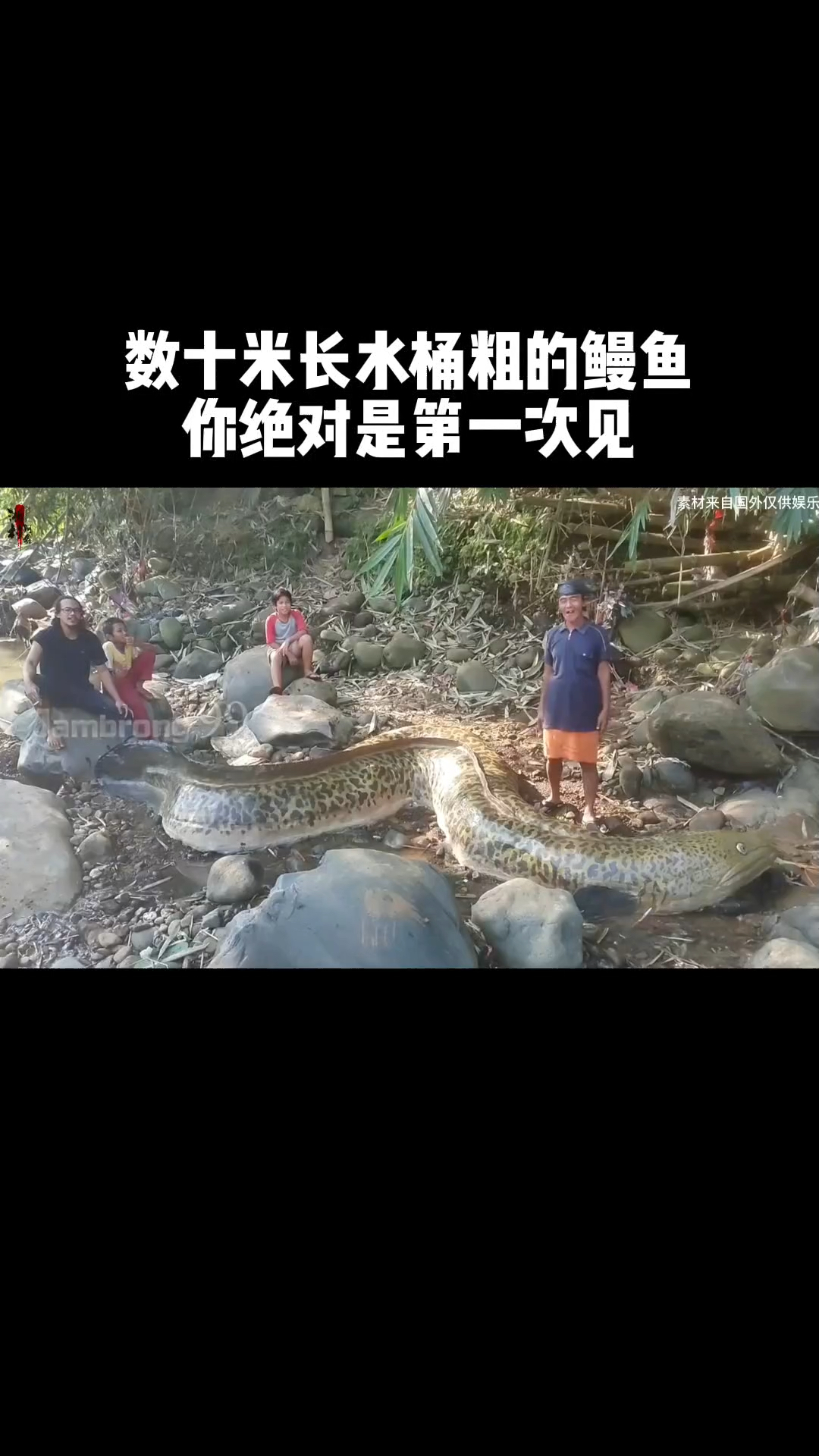 数十米长的大鳗鱼您绝对没有见过。
