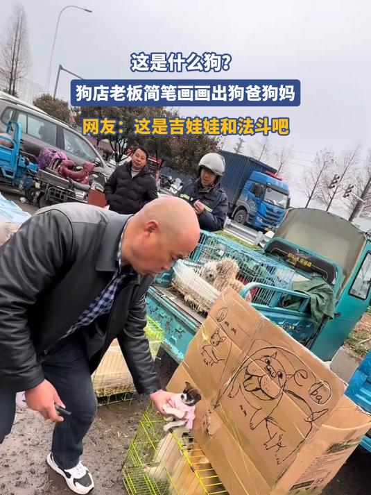狗店老板简笔画画出狗爸狗妈,网友:这是吉娃娃和法斗吧