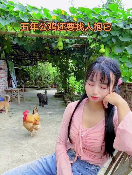 五年公鸡了还需要人抱着它就像娃儿